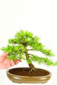 Read more about the article Sins Of Kaizen Bonsai