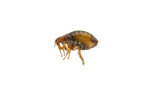 Read more about the article The Top Mistakes People Make with Flea Pest Control